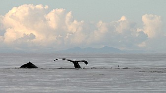 Humpbacks at Dawn