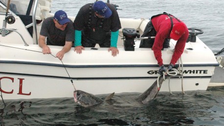 QCL record halibut