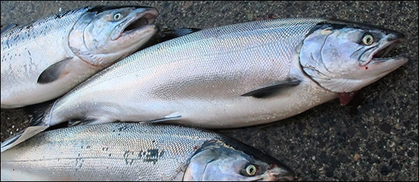 Coho-on-deckw.jpg