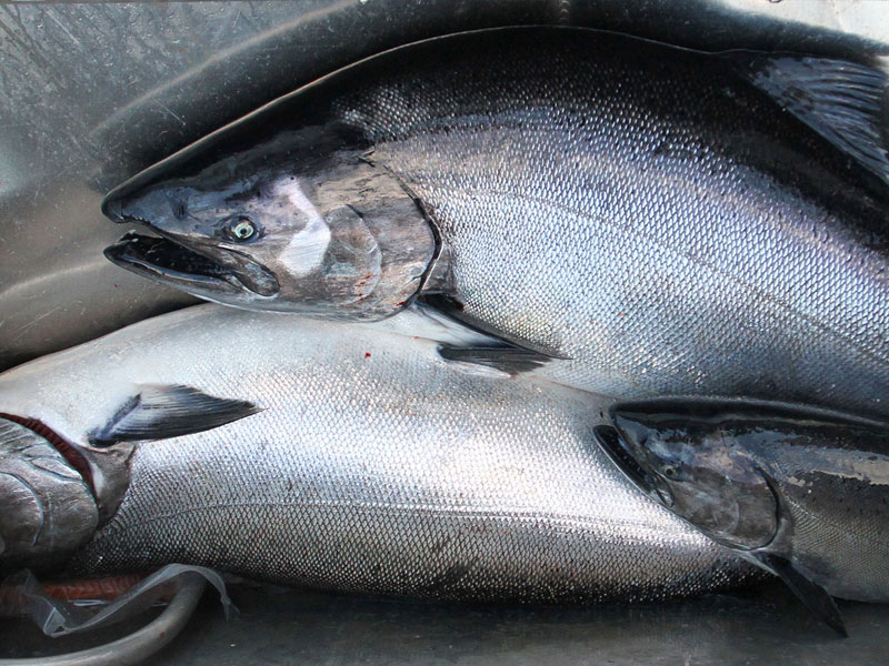 QCL freshly caught salmon fish