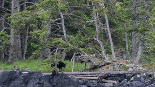 Haida Gwaii black bear