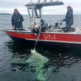 QCL halibut record 474