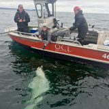 QCL Halibut Record