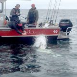 QCL Halibut record