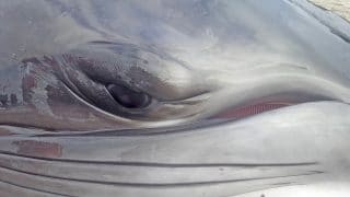 Minke whale calf