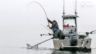 The Chinook salmon challenge!