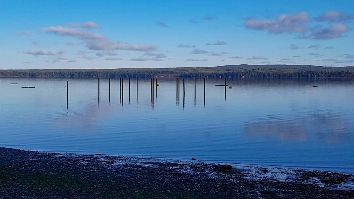 QCL-Pilings_w-1200x675.jpg