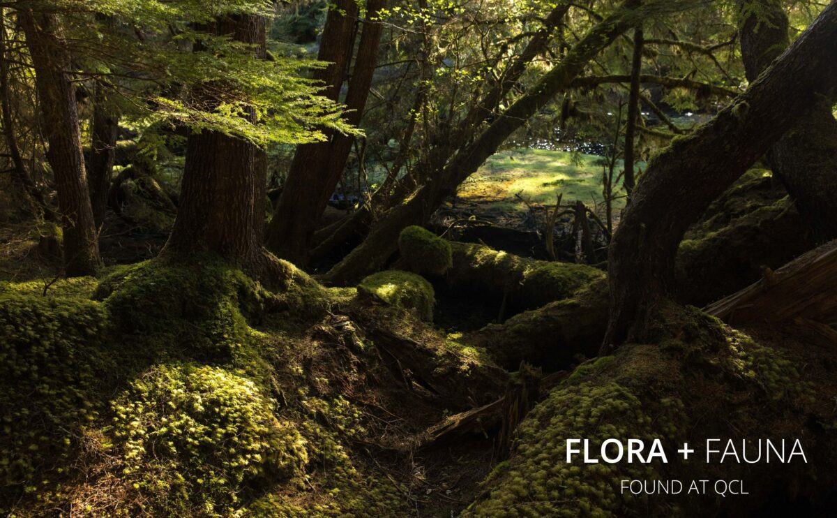 flora-1-1200x742.jpg